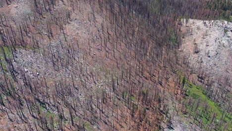 Aerial-view-of-Burned-and-Dead-Trees-at-El-Dorado-Forest-Due-to-Wildfire-in-San-Bernardino,-California