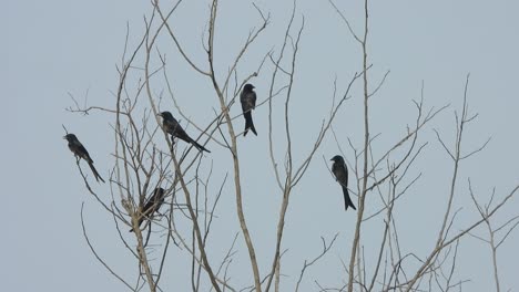 Black-Drongo--birds-in---tree---relaxing-
