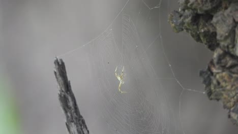 Spider-in-web---waiting-for-hunt-