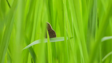 Beautiful-black-Butterfly-in-green-grass-