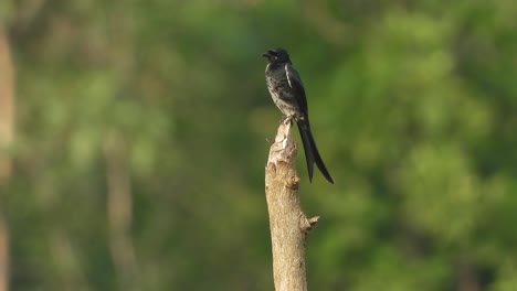 Black-Drongo---in-tree---waiting-for-hunt-