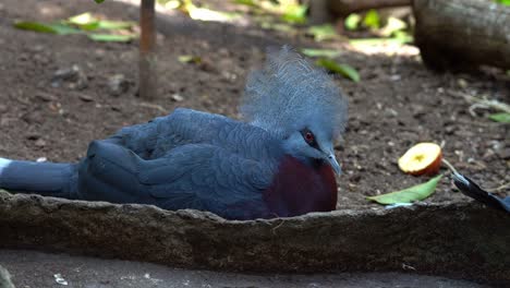 Large-Scheepmakers-crowned-pigeon-resting-in-shade-in-zoo-exhibit