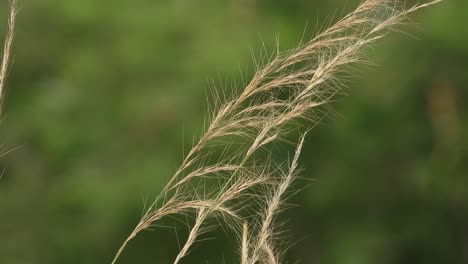 Gold-color-grass---beautiful-.-wind-