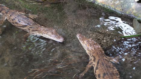 Zwei-Junge-Afrikanische-Krokodile-Ruhen-Im-Flachen-Wasser-Auf-Einem-Untergetauchten-Felsen