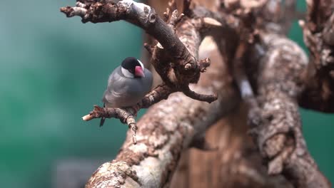 Java-sparrow-perched-almost-motionless-with-chest-breathing-movements-on-small-tree-branch