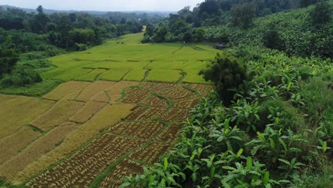 Drone-Shot-Of-A-Rice-Field-In-Asia
