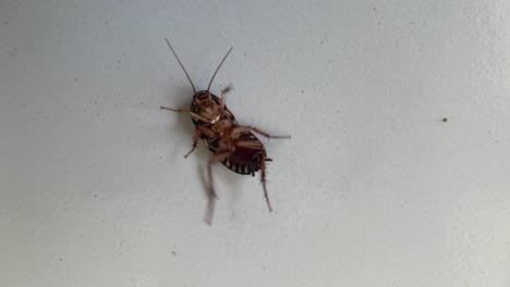 Cockroach-upside-down-On-the-Floor