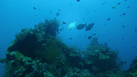 Mixed-types-of-fish-swimming-in-the-shipwreck,-underwater-slow-motion
