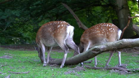 Two-spotted-European-Fallow-Deer-grazing-in-grassy-field-in-forest-clearing