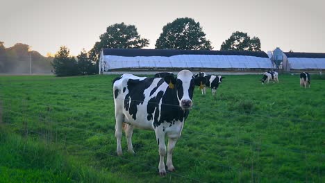 Cow-Walking-Farm-Slow-Motion-Slider-Shot-Dairy-Meat-Industry