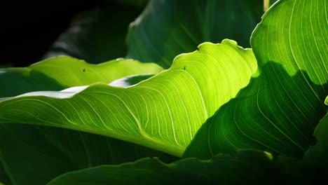 Video-Von-Tropischen-Pflanzenblättern,-Durch-Die-Sonnenlicht-Strömt-Und-Einen-Lebendigen,-Abstrakten-Hintergrund-Schafft-–-Lilienblätter
