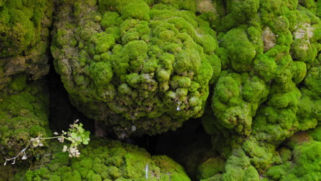 Water-Dripping-Down-Thick-Moss-Covered-Rocks-in-the-Outdoors