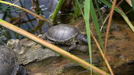 European-Pond-Turtle-resting-on-large-log-amid-patch-of-aquatic-grasses