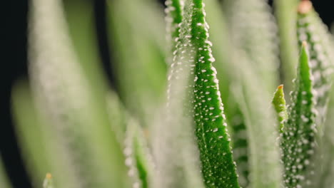 Close-up-of-Haworthia-Succulent-Spinning-Against-a-Black-Studio-Backdrop
