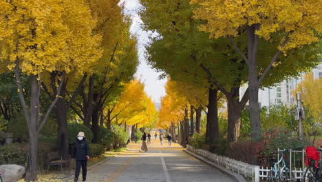 Herbstmorgen-In-Seoul:-Ruhige-Szenen-Von-Menschen,-Die-Durch-Leuchtendes-Laub-Spazieren