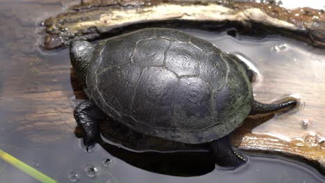 Europäische-Sumpfschildkröte-Ruht-Bewegungslos-Auf-Einem-Teilweise-Untergetauchten-Baumstamm,-Umgeben-Von-Schimmernden-Sonnenlichtreflexionen-Im-Wasser