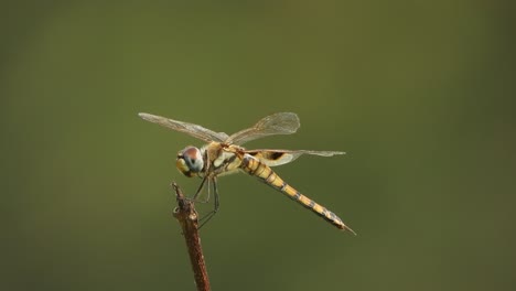 Dragonfly---in-wind---waiting-for-hunt