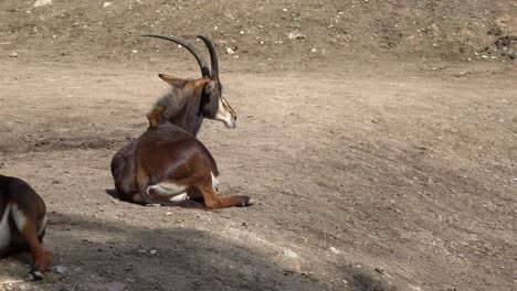 Sable-antelope-resting-and-ruminating-in-sun-on-sloping-dirt-hill