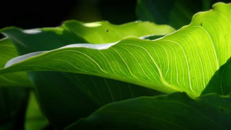 Video-showcases-tropical-foliage,-sunlight-filtering-through,-casting-an-abstract-backdrop-–-Lilly-leaves