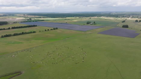 Riesige-Sonnenkollektoren-Auf-Offener-Landschaft-In-Schweden-Neben-Einem-Viehzuchtfeld