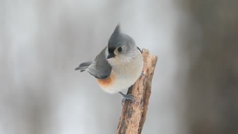 4K-Tufted-Titmouse-On-A-Snowy-Day