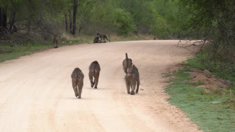 Following-a-small-group-of-Cape-Baboon-as-the-saunter-along-a-dirt-road,-Kruger,-South-Africa,-Papio-ursinus
