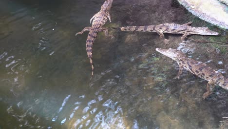 Junges-Afrikanisches-Krokodil,-Das-Im-Seichten-Wasser-Schwimmt