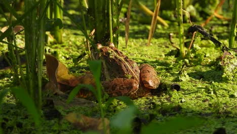 Frog-in-pond-area---relaxing---wafting-for-food-