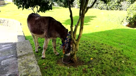 Mismanaged-donkey-tied-to-tree,-grazing-lawn