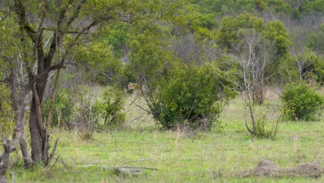 A-lone-cheetah-walking,-winding-through-dense-acacia-bushes-hunting-for-prey,-Kruger,-Acinonyx-jubatus-jubatus