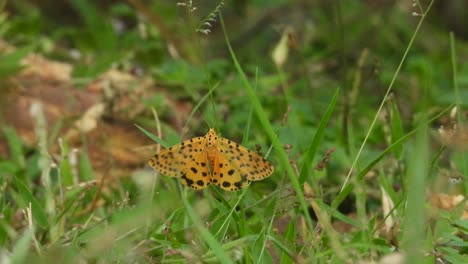 Schöner-Gelber-Schmetterling-Im-Gras