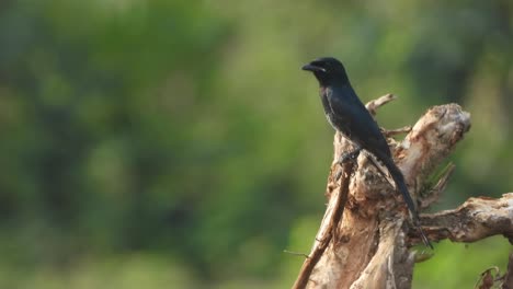 Black-Drongo--in-tree--black-fathers---glossy-