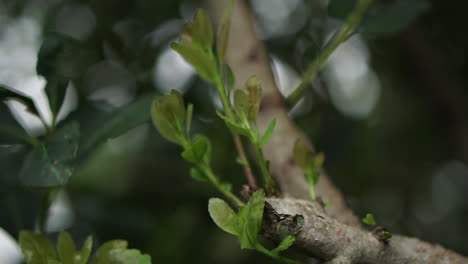 Sprossen-Von-Yerba-Mate,-Eine-Annäherung-An-Diese-Tausendjährige-Pflanze