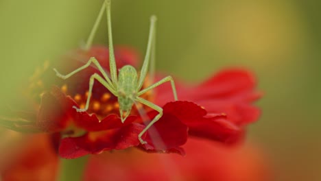 Bushcricket-Resting-On-Red-Blooming-Zinnia-Flower