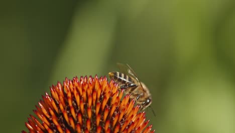 Bee-Pollinating-Over-Coneflowers-Head-In-Shallow-Depth-Of-Field