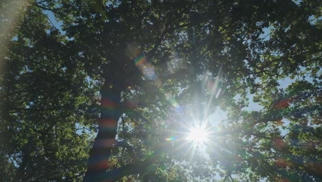 Sun-star-flares-through-tree-branches-with-lush-green-leaves