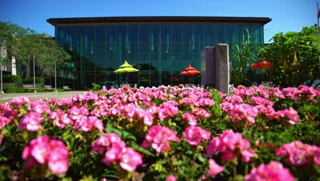 Hermoso-Macizo-De-Flores-Botánicas-De-Color-Rosa-En-La-Biblioteca-Pública-De-Whitby-En-Un-Día-De-Verano-En-Canadá