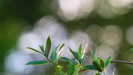 Video-footage:-Olive-branches-gently-sway-in-evening-sun,-evoking-fresh,-healthy-food-production