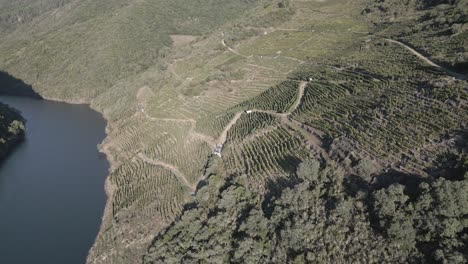 Aerial-Footage-Of-Vineyard-In-Hill-Next-To-River,-Sil-Canyon,-Spain