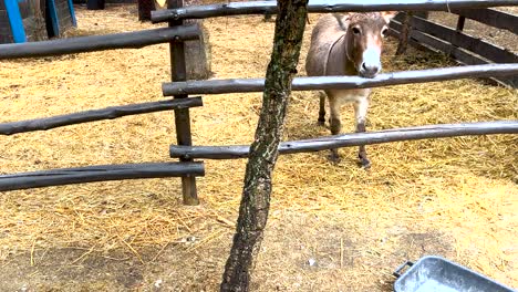 friendly-donkey-greets-people-in-the-stable-on-a-farm-in-Portugal
