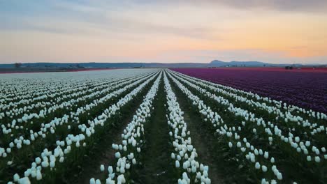 Aerial-forward-flight-over-tulip-flowerbed-with-white-and-multicolored-flowers-in-Skagit-Valley,-Washington-USA