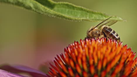 Close-Up-View-Of-A-Bee-On-Top-Of-A-Purple-Coneflower-Head