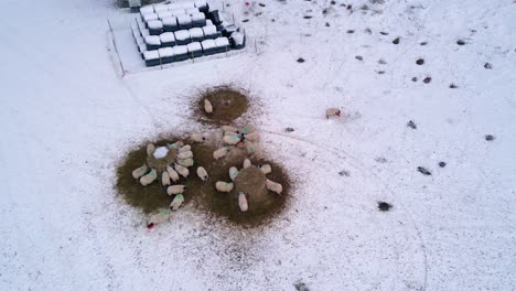 High-angle-view-of-sheep-eating-hay-bale-on-snow