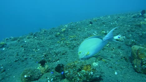 Yellowfin-surgeonfish-on-ocean-floor,-great-colorful-medium-close-up-shot