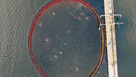Atlantic-salmon-jumping-in-round-marine-fish-pen,-commercial-aquafarming