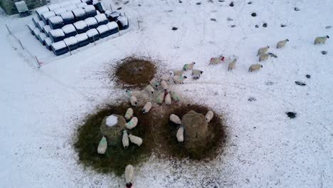 High-angle-view-of-herd-of-sheep-on-snowed-pasture