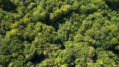 Luftaufnahme-Von-Oben-Nach-Unten---Grüne-Bäume-Im-Wald---Dichte-Baumkronen-Dicht-Beieinander---Grüne-Baumblätter-Im-Frühherbst-In-Polen---Veränderung-Der-Blattfarbe