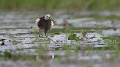 Pheasant-tailed-jacana-Saving-Chicks-from-rain