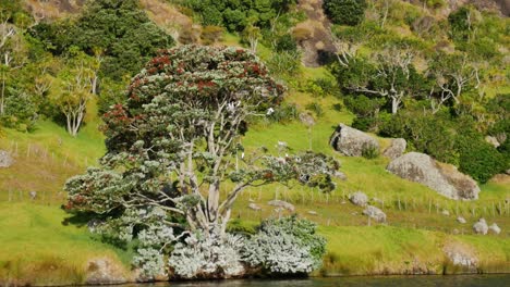 pohutukawa-tree-in-bloom-on-new-zealand-hillside