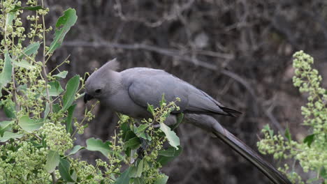 Closeup-Of-Grey-Lourie---Grey-Go-away-Bird-Eating-Flowers-Of-The-Tree-In-The-African-Wilderness